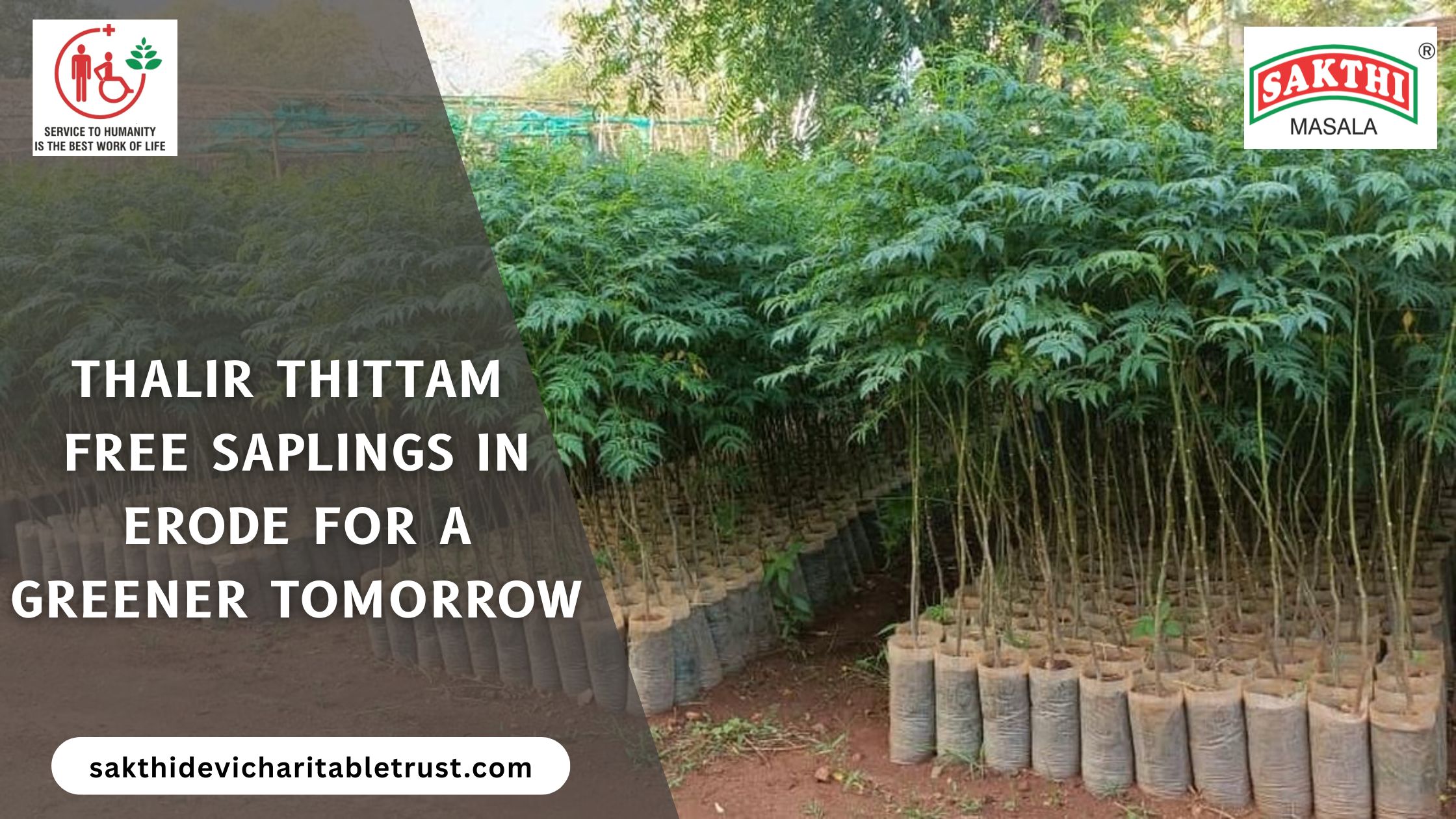Free Saplings in Erode distributed through the Thalir Tree Plantation Program by Sakthi Devi Charitable Trust during a community tree plantation drive.